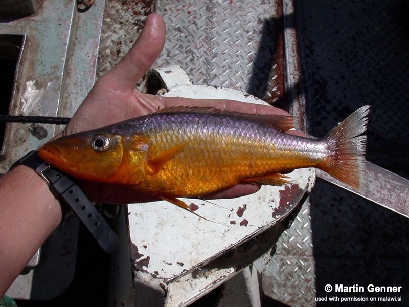 Rhamphochromis sp. 'longfin' South East Arm